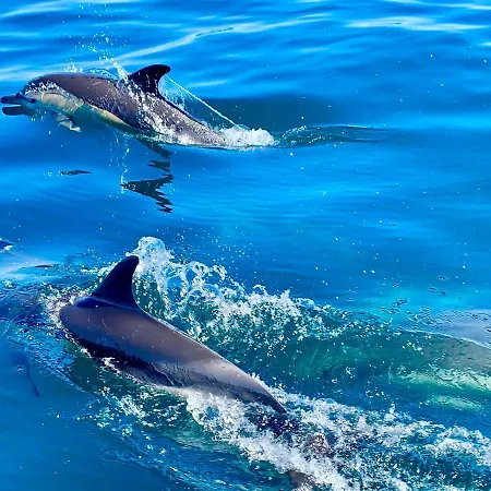 La Maison Bleue Algarve *